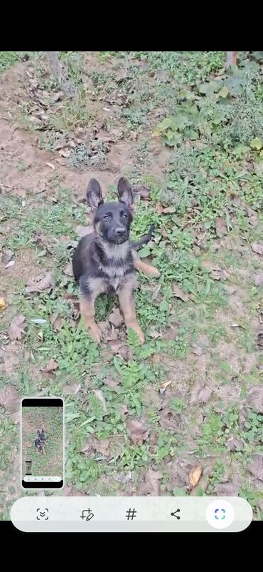 питомники кошек в баку: Alman çoban iti, 2 ay, Dişi