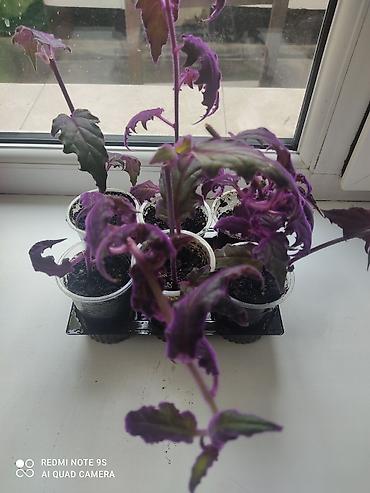 Другие комнатные растения: Комнатные цветы, растения. РАСПРОДАЮ ОСТАТКИ ПО 100 сом есть и — 15