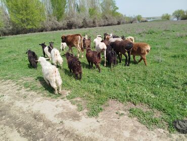 продам хаски: Продаю | Коза (самка), Козёл (самец), Козлёнок | Полукровка, Нубийская, Оренбургская | На забой, Для разведения, Для молока | Племенные, Котные