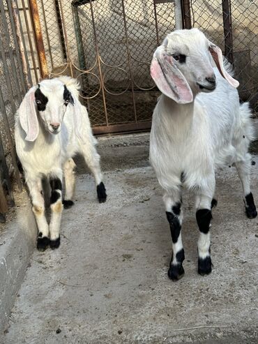 Другие животные: Продаю козу (самка) Возраст 3 месяца и неделя. Порода битал молочного