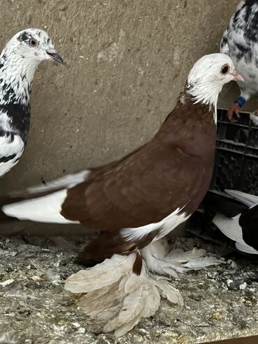 goyercin sekli: Göyərçin satılır qırmızı ağbaşlardandı