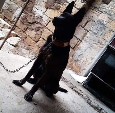 pitbull sekilleri v Azərbaycan | İtlər: Ana pitbull ata afcarka 1yaş 1 aylıqdır sinəsi və ayaqları ağdır