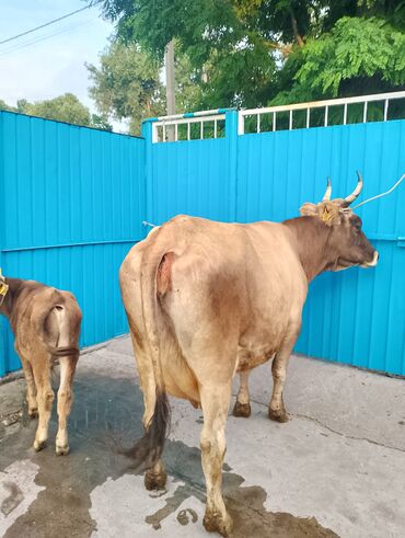 Коровы, быки: Продаю | Корова (самка), Бык (самец) | Алатауская
