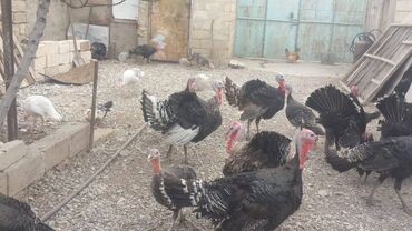 Digər quşlar: Erkəklər 50azn dişilər isə 45azn satılır. Yumurtalarıda var 1.70