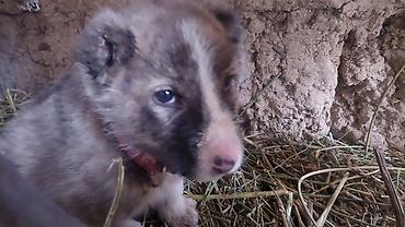 Продажа собак: Алабай, 1 месяц, Самец — 8