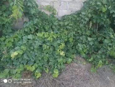 Ağaclar: Satıram . Nar ağacı kemsirin ve birde üzüm ağacı hər ikisi torpaq da — 3