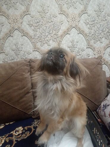 İtlər: Pekines, 2 il, Dişi, Peyvəndli, Ünvandan götürmə, Ödənişli çatdırılma — 9