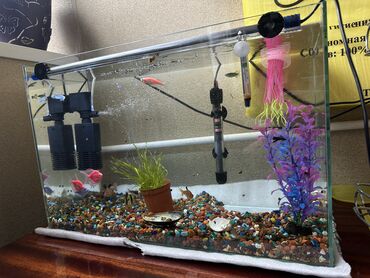 аквариум и рыбки: Продаю аквариум со всем оборудованием и рыбками