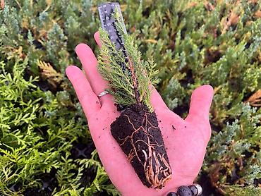 Декоративные деревья: Саженцы деревьев: Можжевельники (Арча) — 2