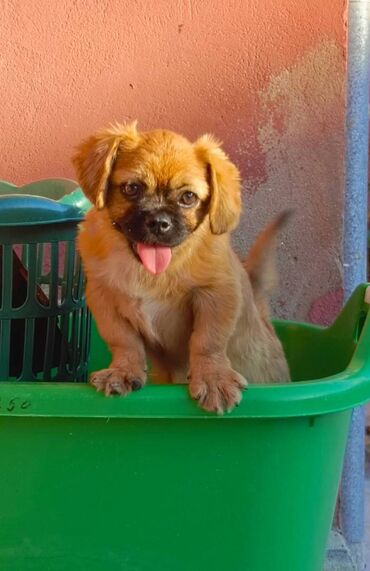 ovcharka balasi satilir: Pekines, 6 ay, Dişi