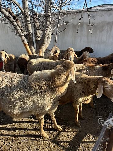 Баран, овца: Продаю | Овца (самка) | Для разведения — 12