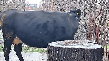 Inəklər, öküzlər: Dişi, Simental, il: 4, 650 kq — 9