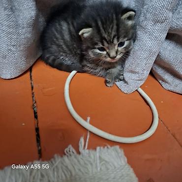 сливы пантеры из коттеджа: Котята тигрового окраса - Порода: домашние короткошёрстные (табби). - — 5