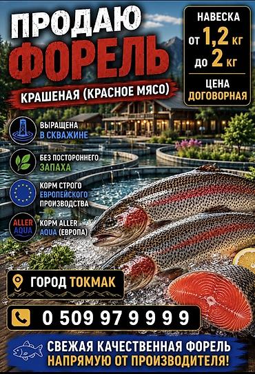 Форель крашеная (красное мясо) - Навеска: от 1,2 кг до 2 кг -