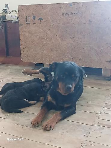 İtlər: Rotveyler, Peyvəndli — 11