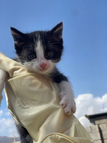 сколько стоит домик для кошки: Кошка даром: Беспородная, 2 месяца, Девочка, Приучена к лотку, Проглистована