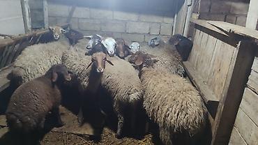 Qoyunlar, qoçlar: Sağlam cavan heyvanlardi kom satılır Kurdexanidadi. Ümumi 12 Heyvandi — 1