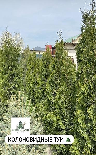 саженцы елки: Продаются декоративные хвойные растения 🌿🌲 -туи от 100 до 300см -ели — 2
