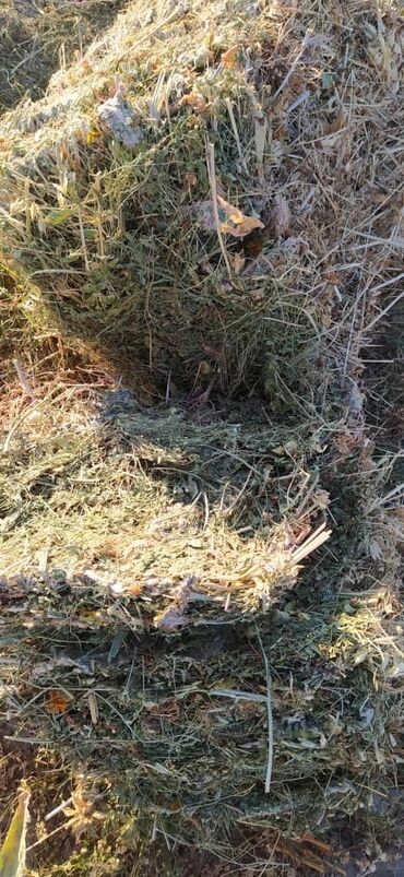 Корма для с/х животных: Тюки сена клевер сафлор разный трава ечмен общим ассорти