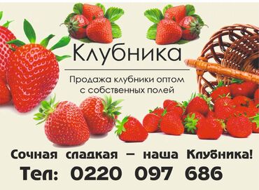 саженцы ягод: Уруктар жана көчөттөр Кулпунайлар, Өзү алып кетүү