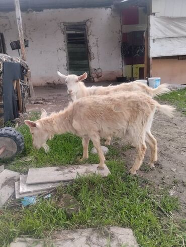 дойные козы купить: Продаю | Коза (самка) | Для молока