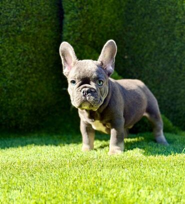 Psi: Odgajivačnica La Casa de Frida – FC Srbija Predstavlja prelepe štence na lalafo.rs — 4 Psi: Odgajivačnica La Casa de Frida – FC Srbija Predstavlja prelepe štence — 4