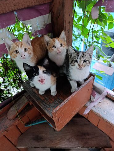 котята в добрые руки бесплатно: 1 айлык, Ургаачы