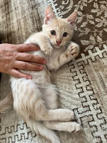 манчкин кот купить: Котята, домашнее выращивание. Описание: - Возраст: приблизительно 2–3 — 4