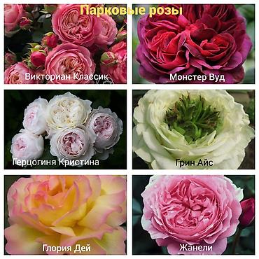 Роза: Саженцы — 16