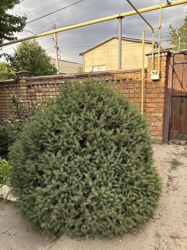 все для сада: 🌲 Карликовая голубая ель (Picea pungens “Glauca Globosa”) ✔️ Возраст