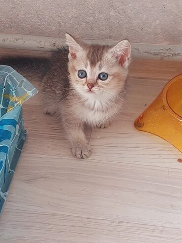 британский котята: Шотландская, Самка, В добрые руки, Самовывоз