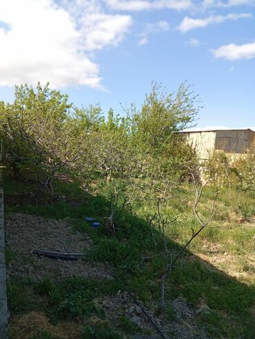 Həyət evləri və villaların satışı: Yaşma bağlarında 12 sot obyekt & həyət evi satılır . 12 sot boydan — 3