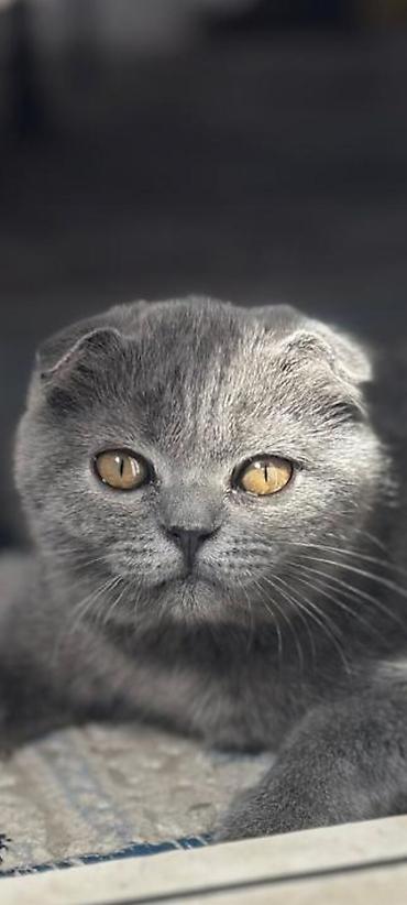 мышык сатылат ош: Шотландские вислоухие котята (Scottish Fold), окрас голубой — 4