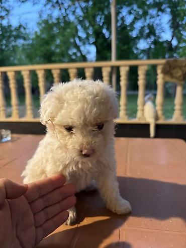 husky sekilleri: Pudel, 1 ay, Dişi, Peyvəndli, Ünvandan götürmə — 2