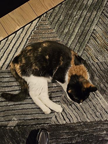 кошка черная: Кошка даром: Беспородная, 3 года, Девочка, Кастрирована, Приучена к лотку, Проглистована — 3