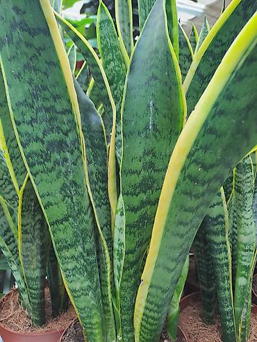 Ostale kućne biljke: Zamija sa prve slike je 800, Zamija sa druge je 1500, Chlorophytum sa — 13