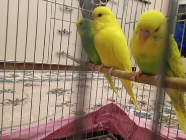 Tutuquşları: Çex tutuquşu balaları satılır 2 aylıqdırlar 3-ü birlikdə 56 manat — 10