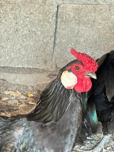 Птицы: На продажу Оптом Количество 22 штуки. Яйца несут. Возраст прошлого — 9