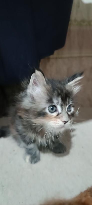 Животные: Гиганты Кошачьего мира♥️ Мейн-Куны 🥰 Мини питомник не клеточного — 4