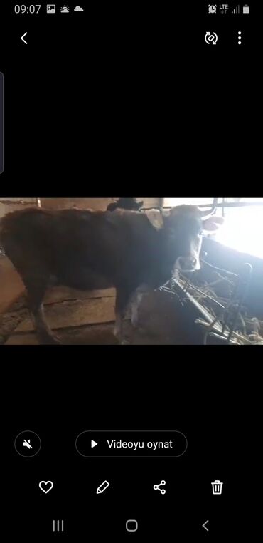 корова: Продаю | Корова (самка) | Алатауская | Для молока | Стельные