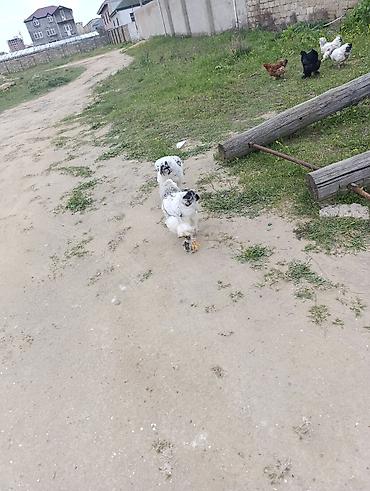 Digər quşlar: 3 dənə xoruzdu Heç 1 yaşları yoxdu 2 si təzə banlamağa başlayıb biri — 8