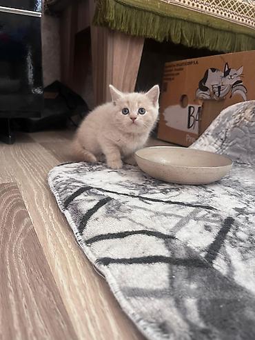 Pişiklər: Erkək, Dişi, Yaxşı əllərə, Ünvandan götürmə, Pulsuz çatdırılma, Ödənişli çatdırılma — 3