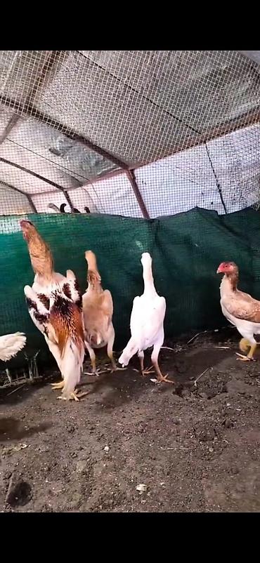 Cücələr: Toyuq cücələri, Damazlıq — 4