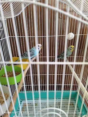 клетка для попугая большая: 1 cut məhəbbət qusu qəfes qarisiq satilir.qəfəs iri qəfəsdir 45in 37ə — 2