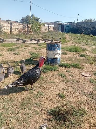 quş: Hind quşları satılır 1 erkey 2 dişi — 5