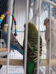 Tutuquşları: Quşlar satılır!Hazır cütdülər,hal-hazırda yumurtaya hazırlaşırlar, ağ — 7