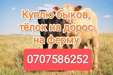 рабочий аттар: Куплю | Лошади, кони, Коровы, быки | На откорм, Самовывоз