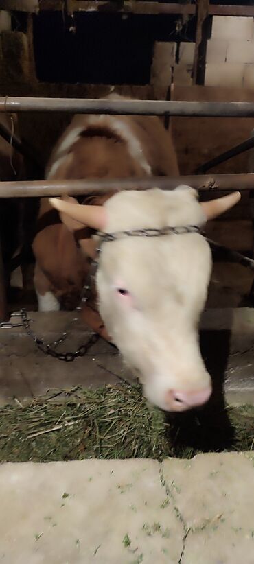 Коровы, быки: Продаю | Бык (самец) | Симментальская | На откорм | Искусственник
