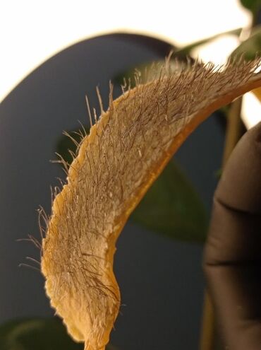 Эпиляция: Депиляция подмышек теплым воском для мужчин и для женщин - Услуга — 2