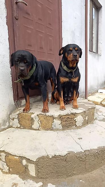 it satiram 50 manat: Rotveyler, 2 ay, Dişi, Peyvəndli, Ünvandan götürmə — 3